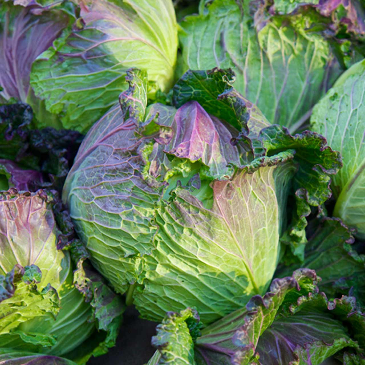 Purple Savoy Cabbage (Brassica oleracea)