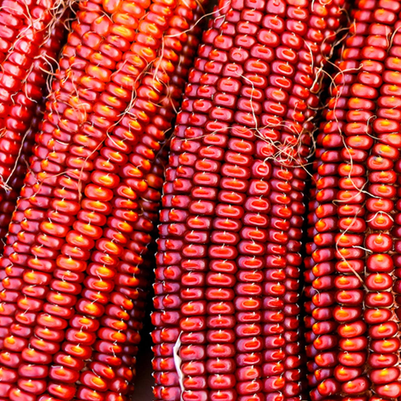 Neon Pink Popcorn (Zea mays)