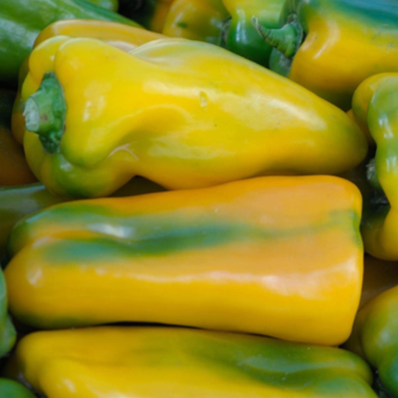 Yellow Monster Sweet Pepper (Capsicum annuum) Annie's Heirloom Seeds