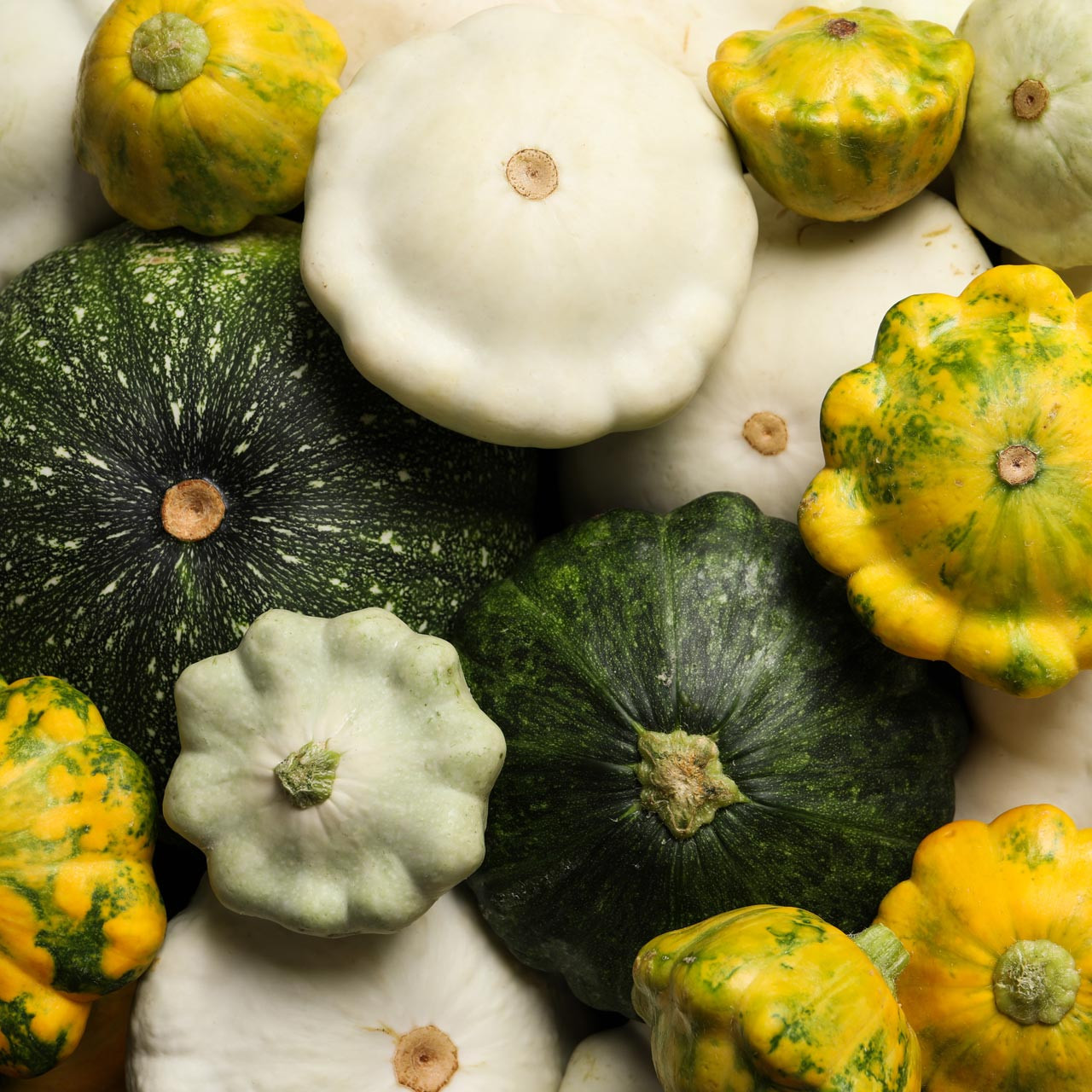 Annie’s Pattypan Mix (Cucurbita pepo)