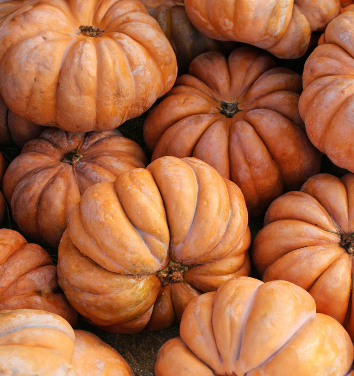 Moranga Squash (Cucurbita maxima)