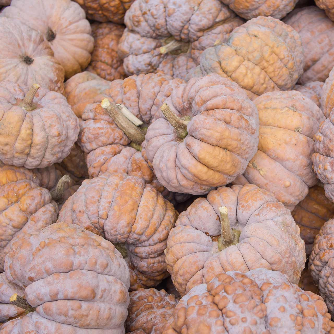 Organic Black Futsu Squash (Cucurbita moschata)