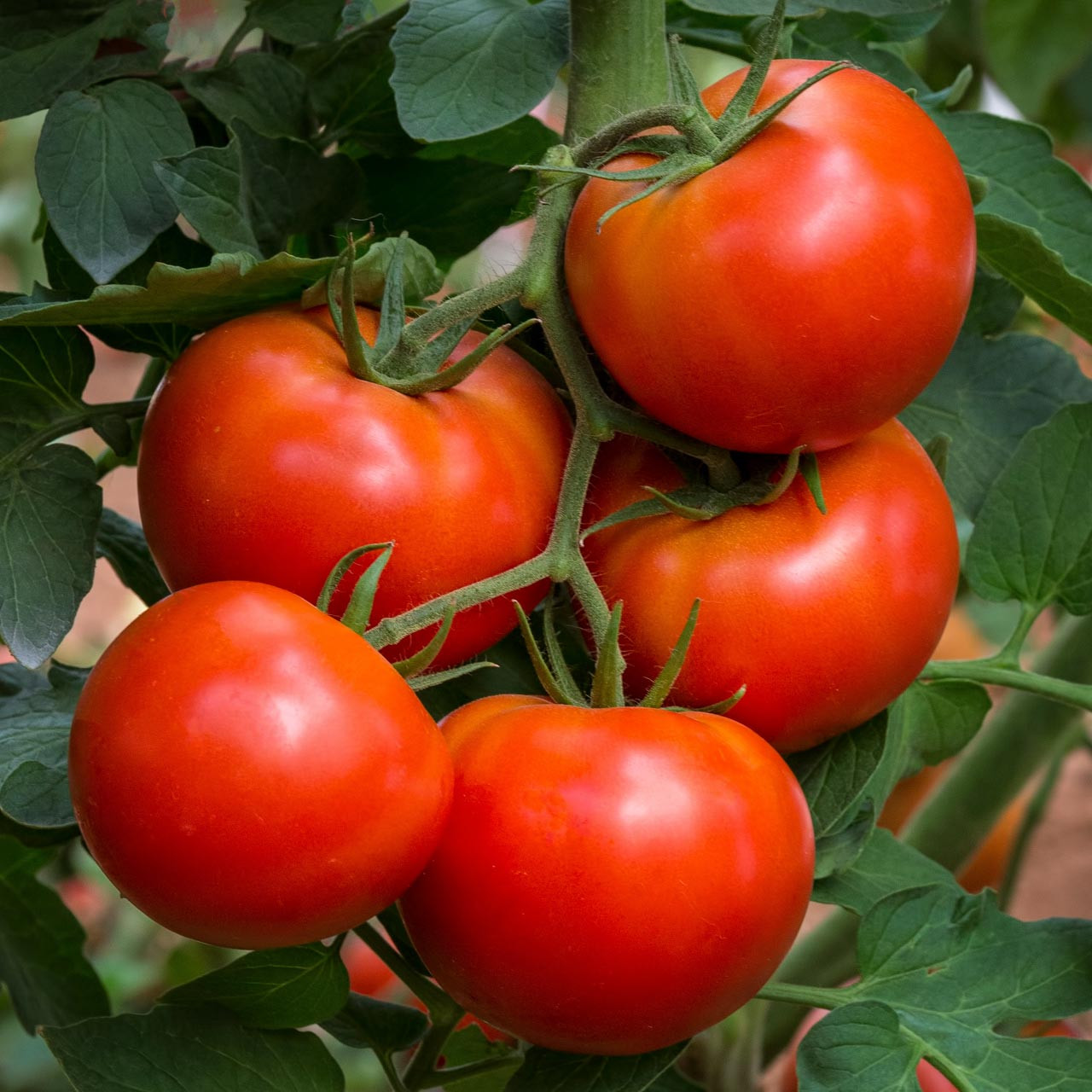 Organic Wisconsin 55 Tomato (Solanum lycopersicum) Indeterminate