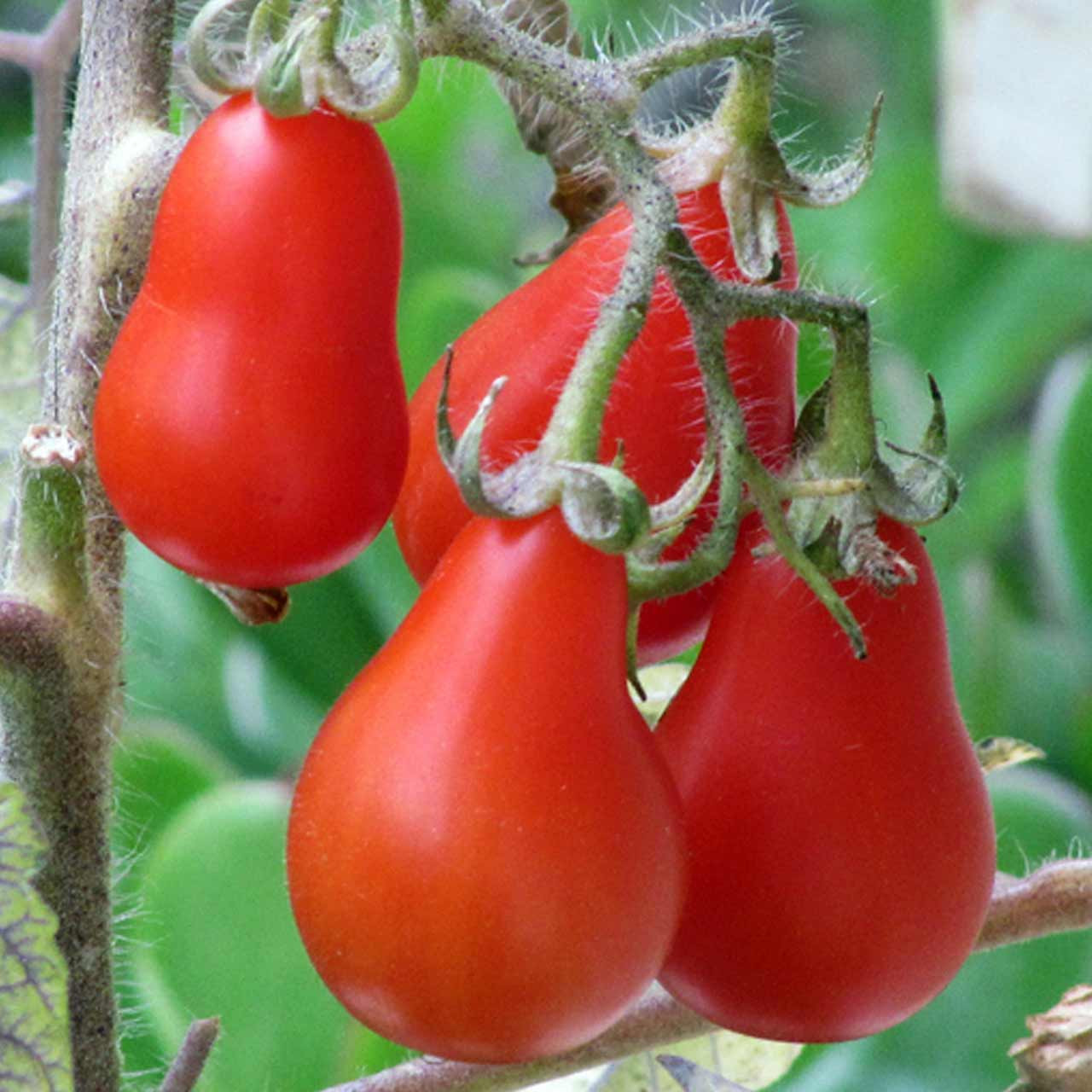 Austin’s Red Pear Tomato (Solanum lycopersicum) Indeterminate