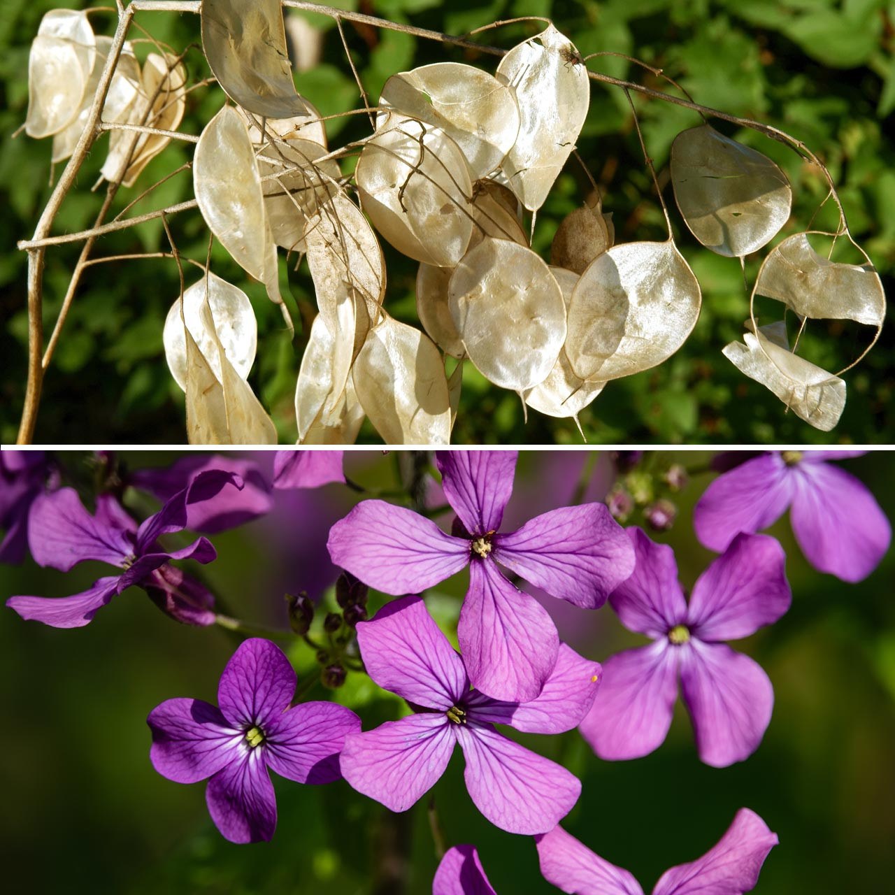 Honesty Plant (Lunaria biennis)