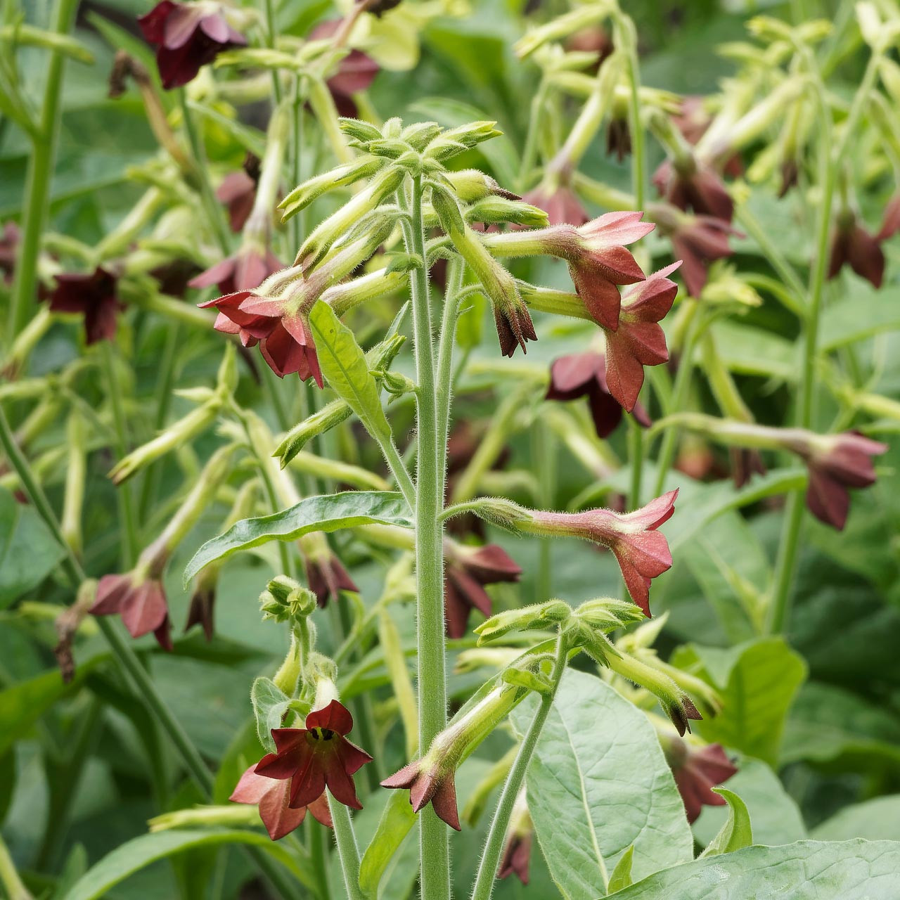 Bronze Queen Nicotiana (Nicotiana langsdorffii) Annual