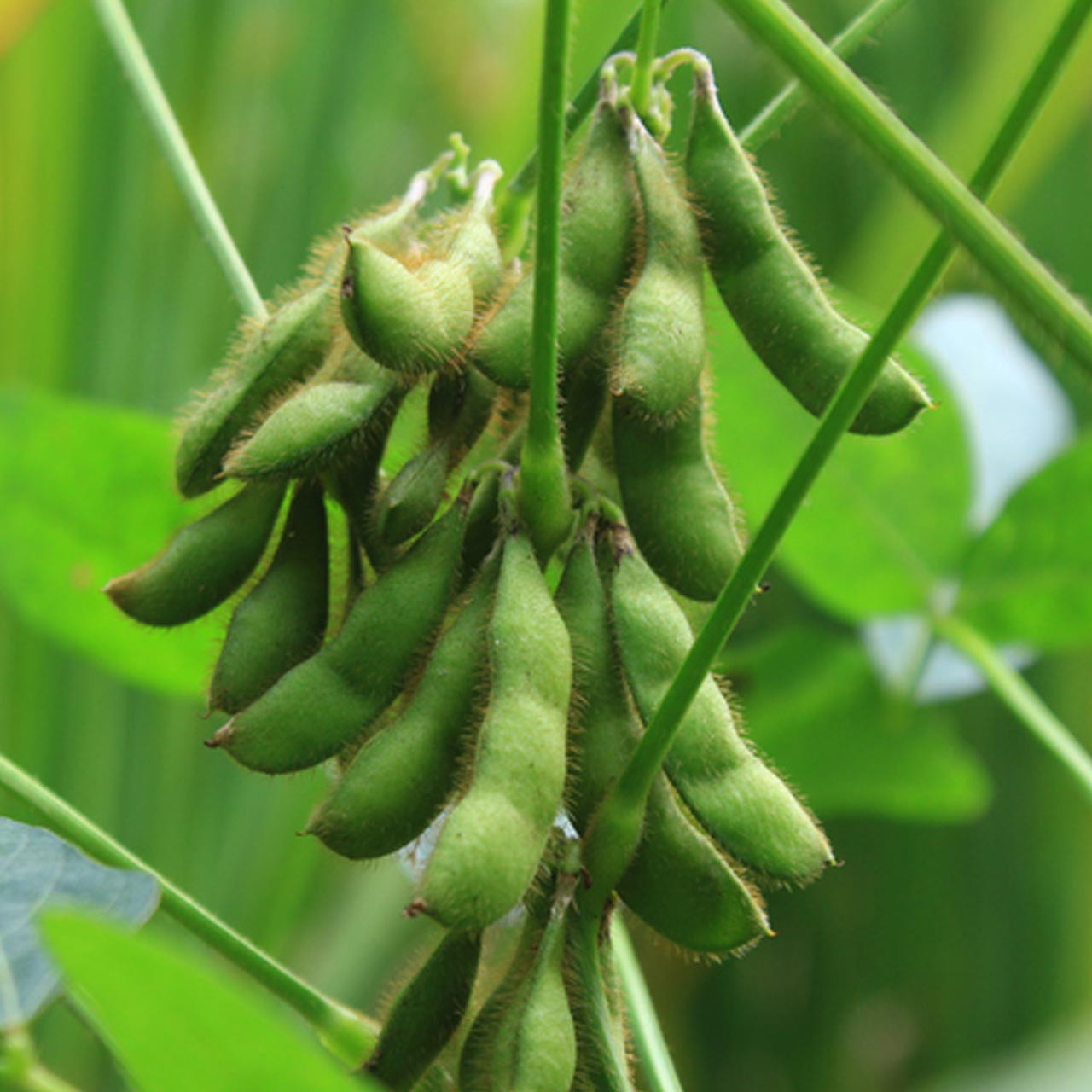 Karikachi Soybean (Glycine max)