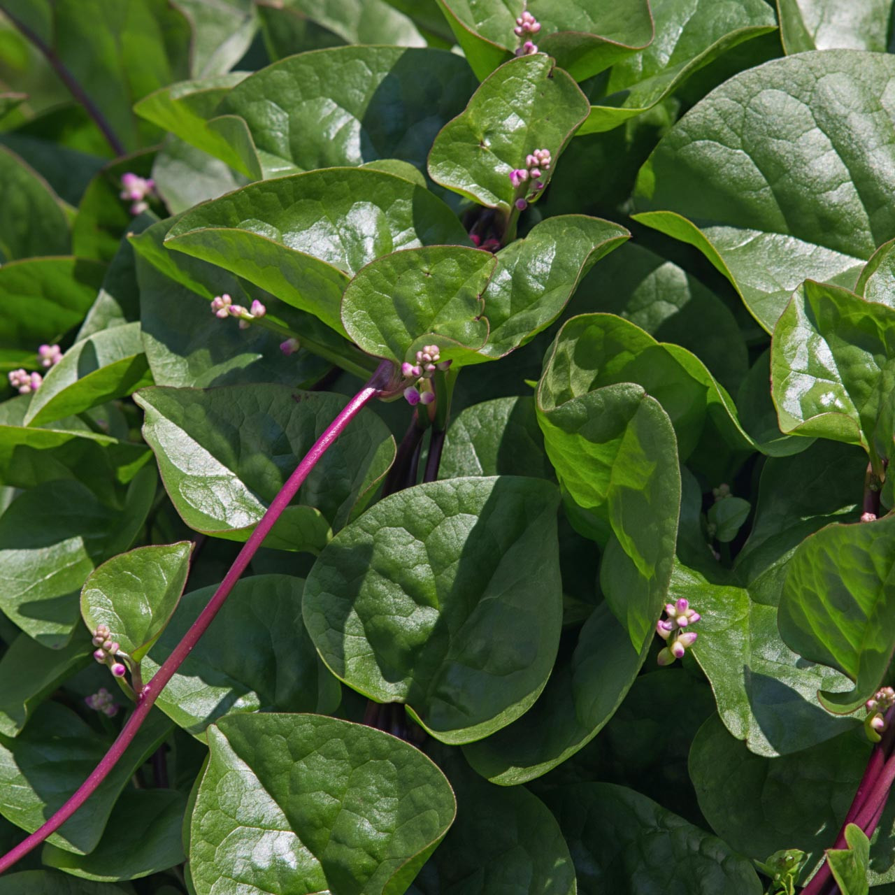 Red Malabar (Basella rubra)