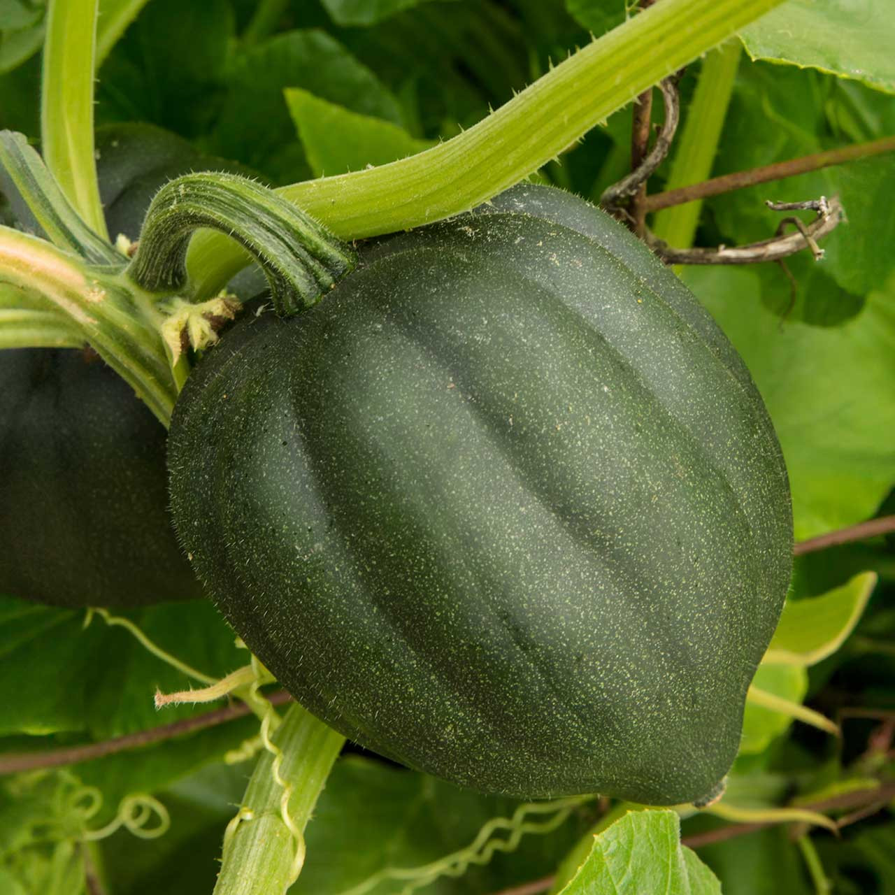 Table King Acorn Squash (Cucurbita pepo)