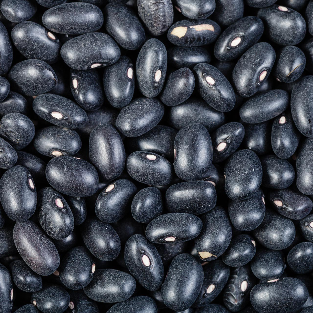 Organic Black Turtle Bean (Phaseolus vulgaris)