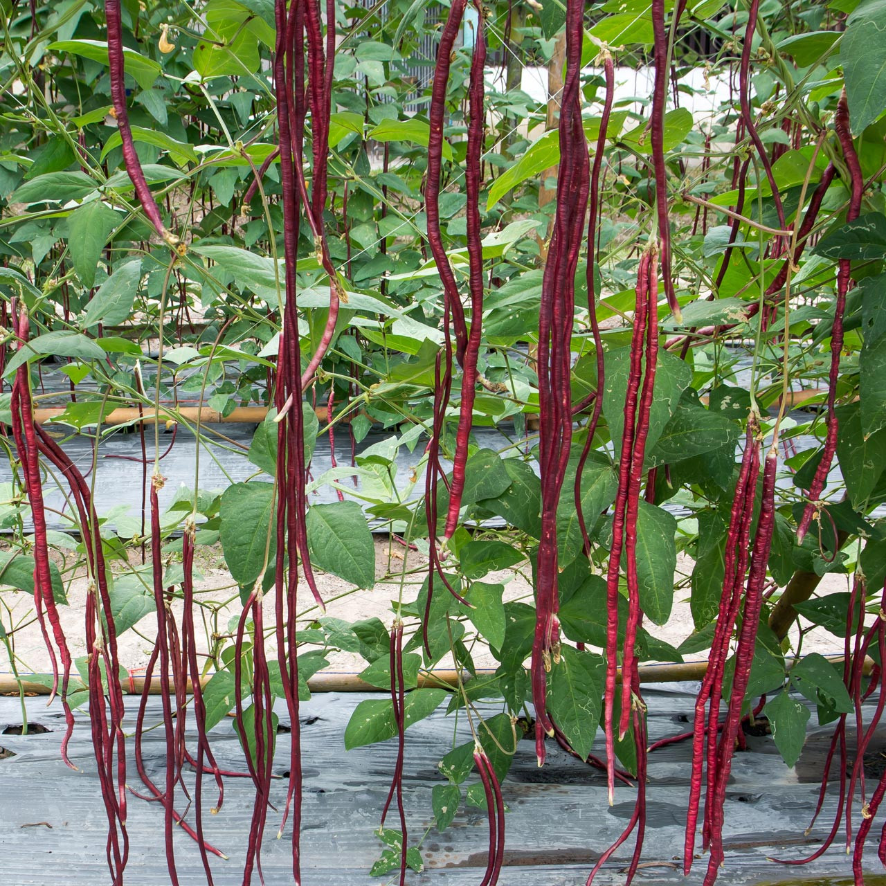 Organic Red Podded Asparagus Bean (Vigna unguiculata)