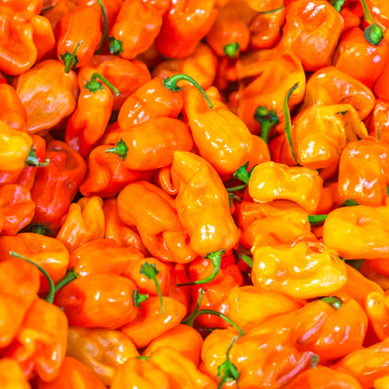 Organic Habanada Sweet Pepper (Capsicum annuum)