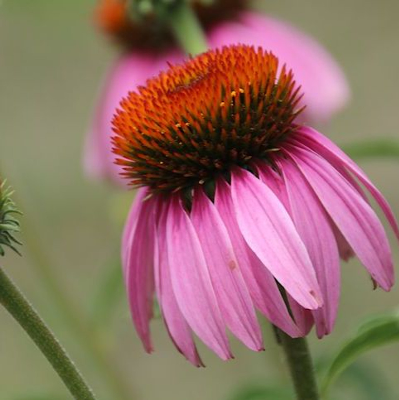 Narrowleaf Echinacea (Echinacea angustifolia) Perennial