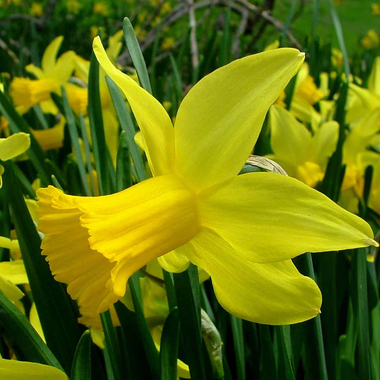 February Gold Narcissus - October Delivery