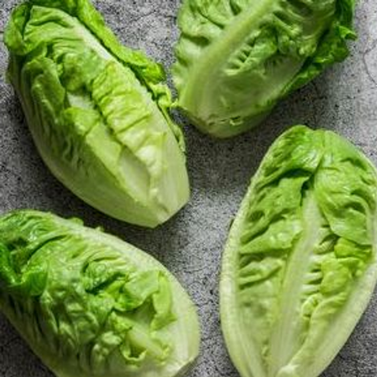 Organic Little Caesar Romaine Lettuce (Lactuca sativa)