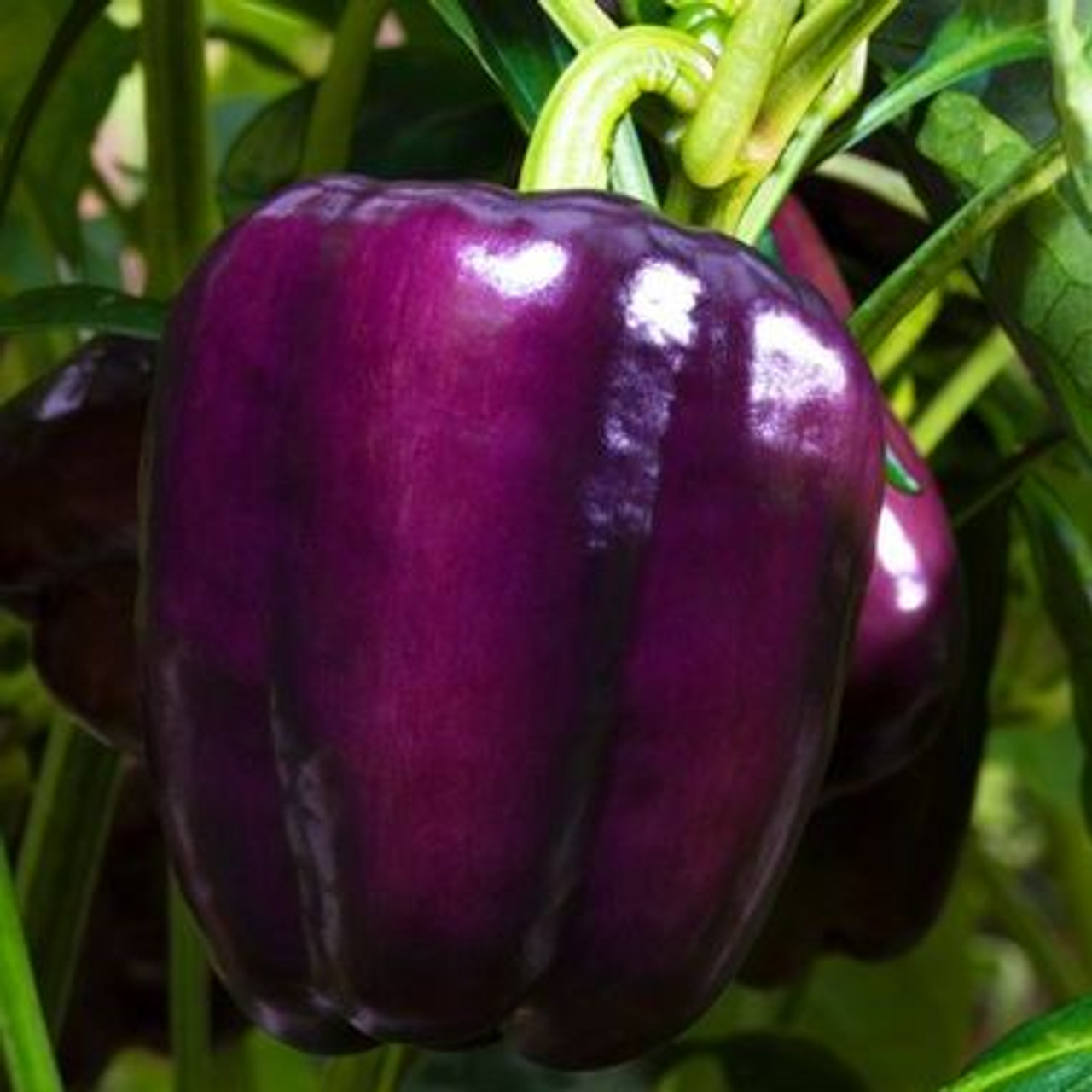 Organic Purple Beauty Bell Pepper (Capsicum annuum)