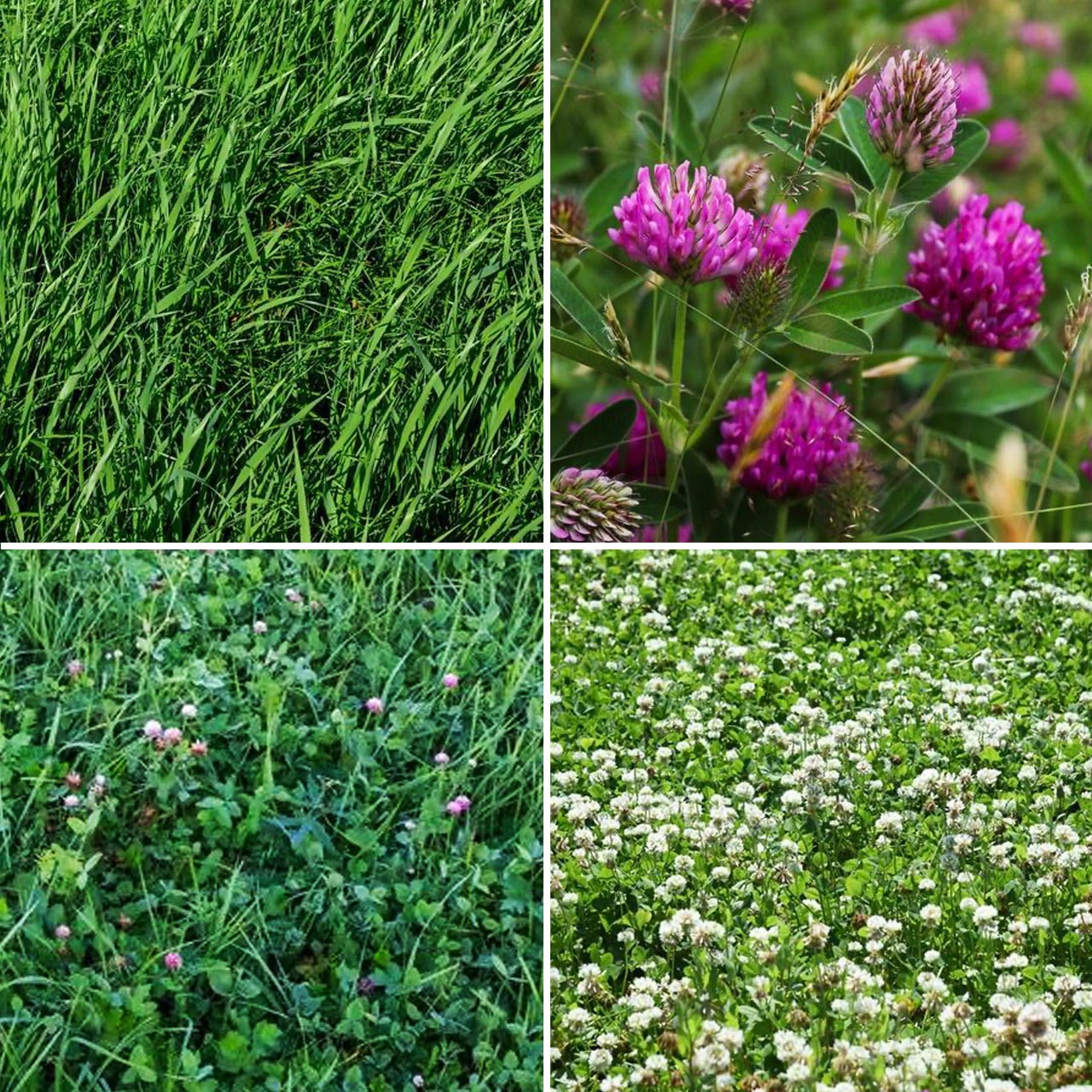 Organic Annie’s Understory Mix - BULK