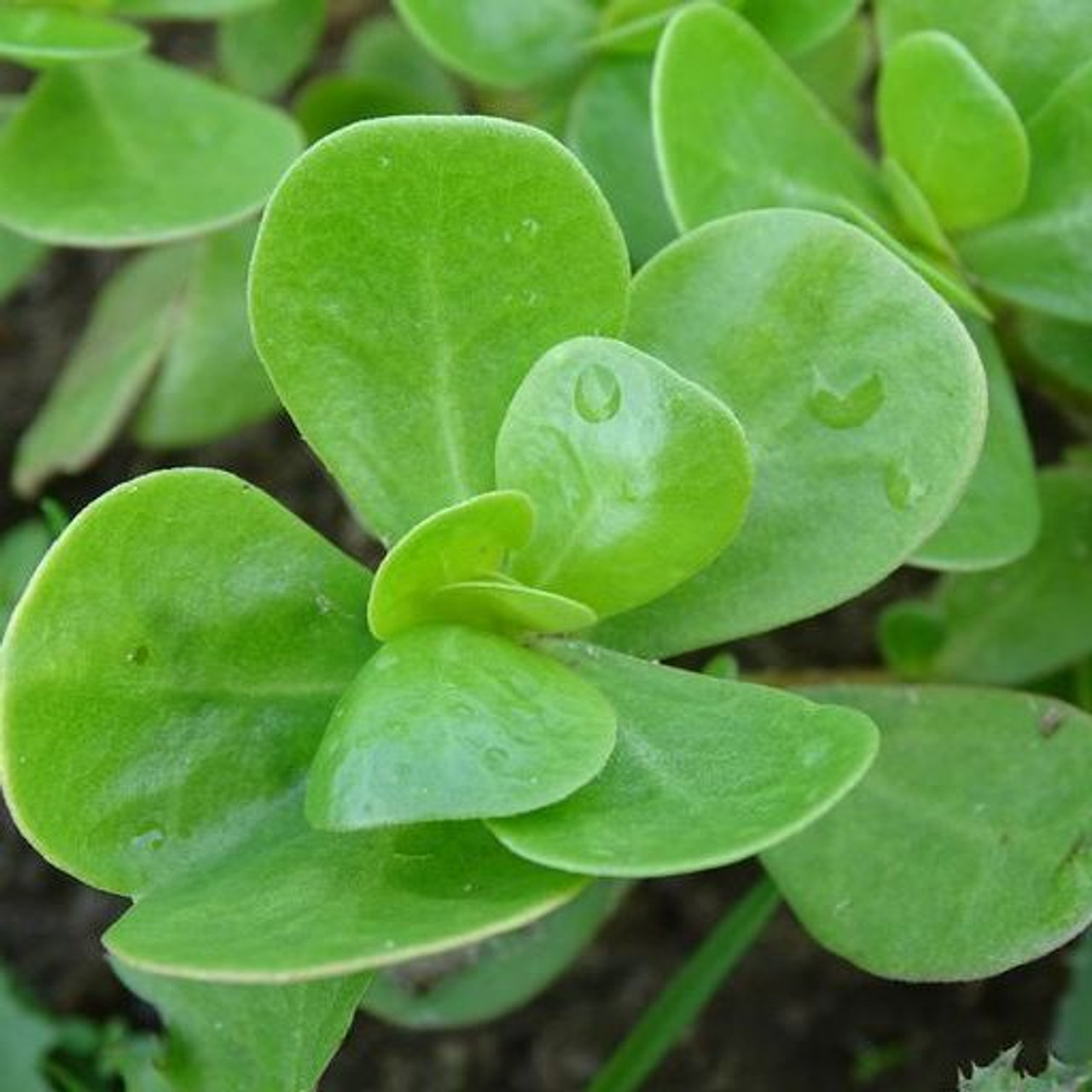 Green Purslane (Portulaca oleracea)