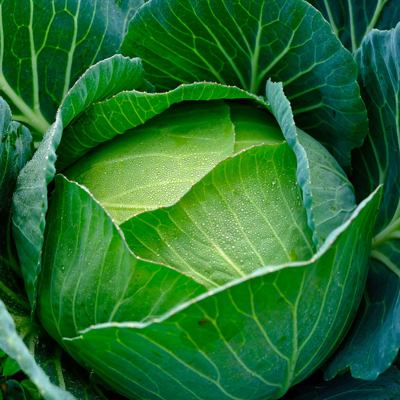 Copenhagen Market Cabbage (Brassica oleracea)