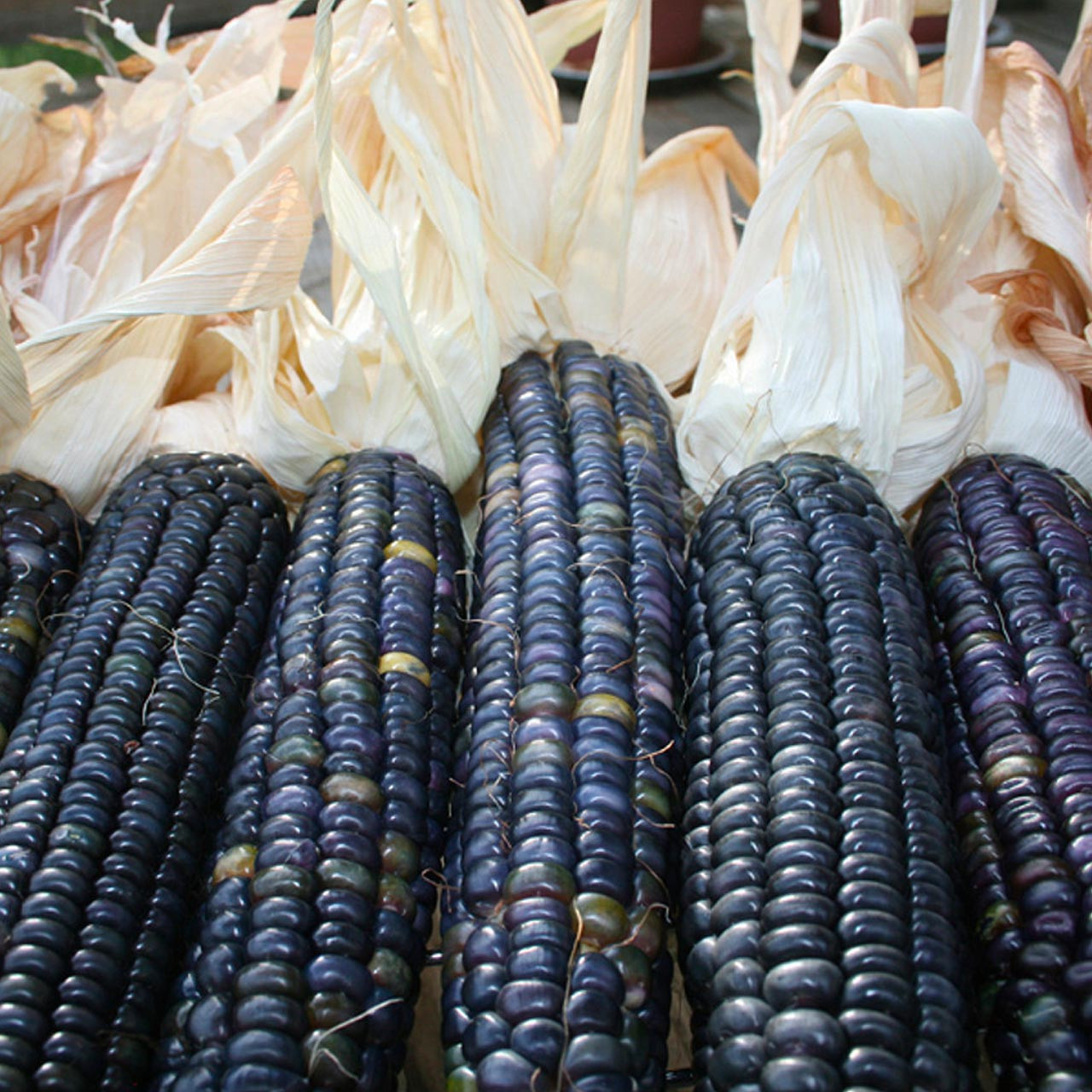 Blue Hopi Corn (Zea mays)