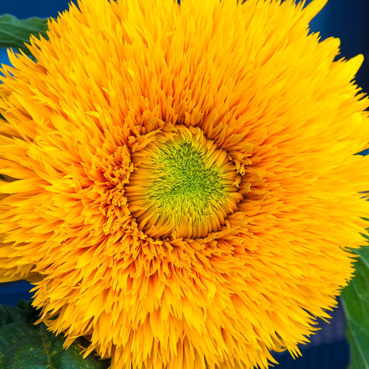 Teddy Bear Sunflower (Helianthus annuus)