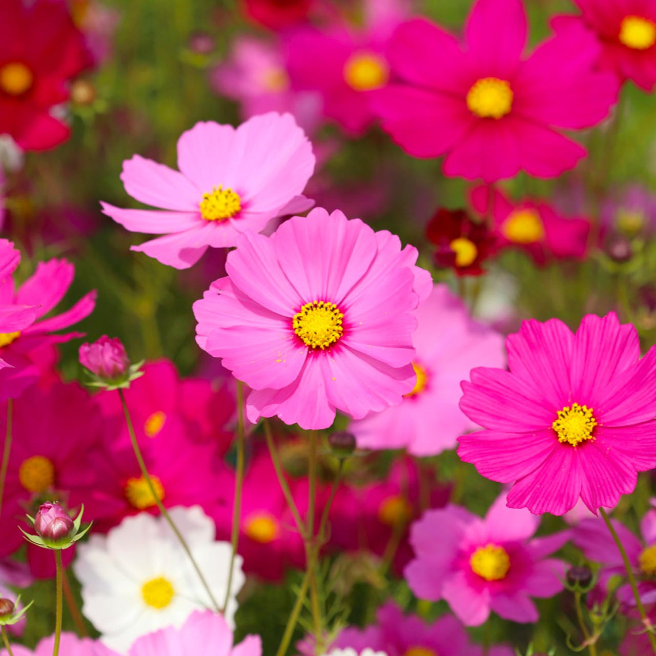 Sensation Mix Cosmos (Cosmos bipinnatus)