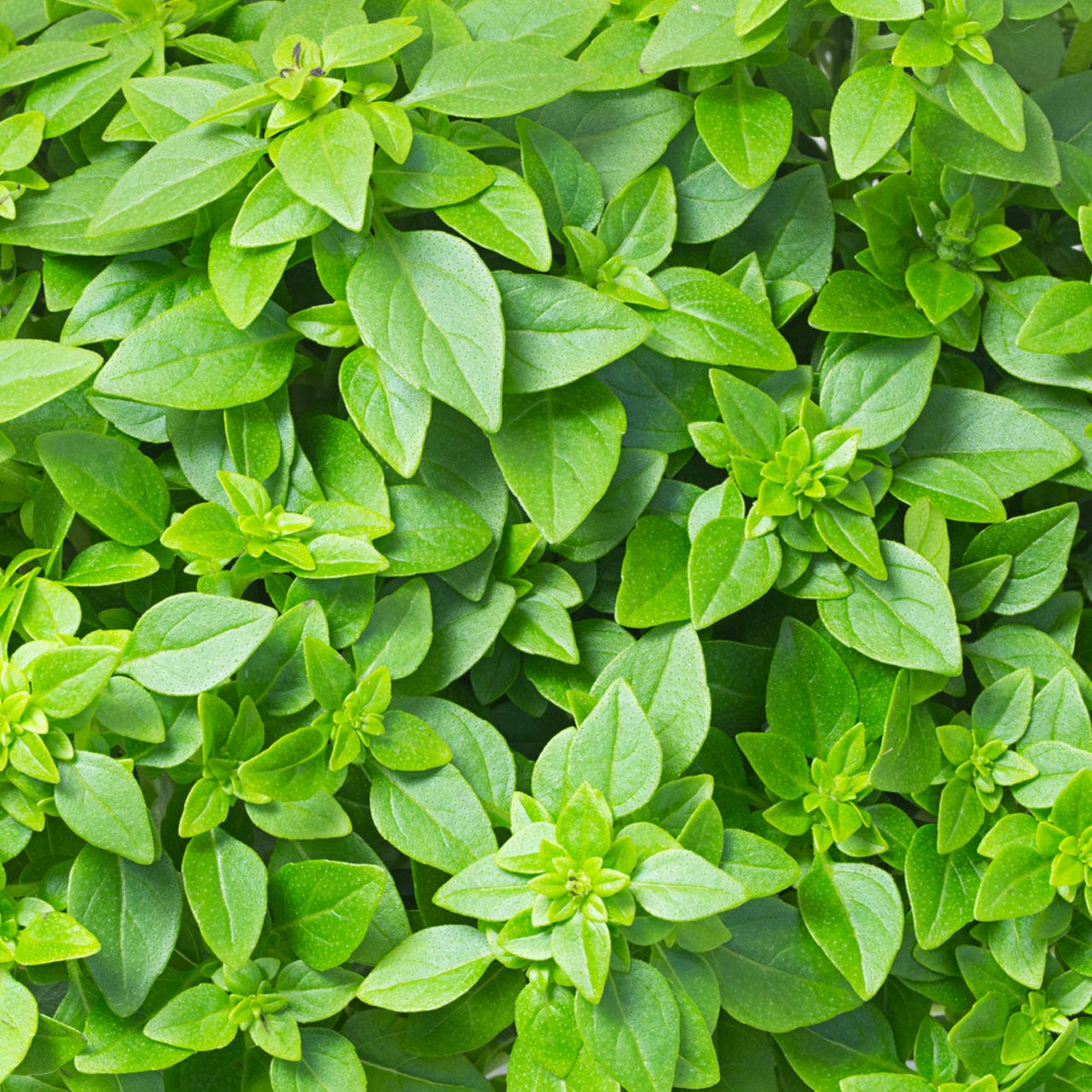 Greek Basil Ocimum basilicum Annie s Heirloom Seeds