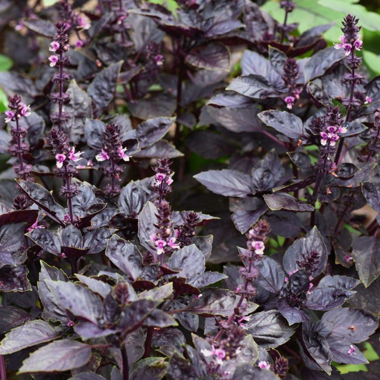 Dark Opal Basil Ocimum basilicum Annie s Heirloom Seeds