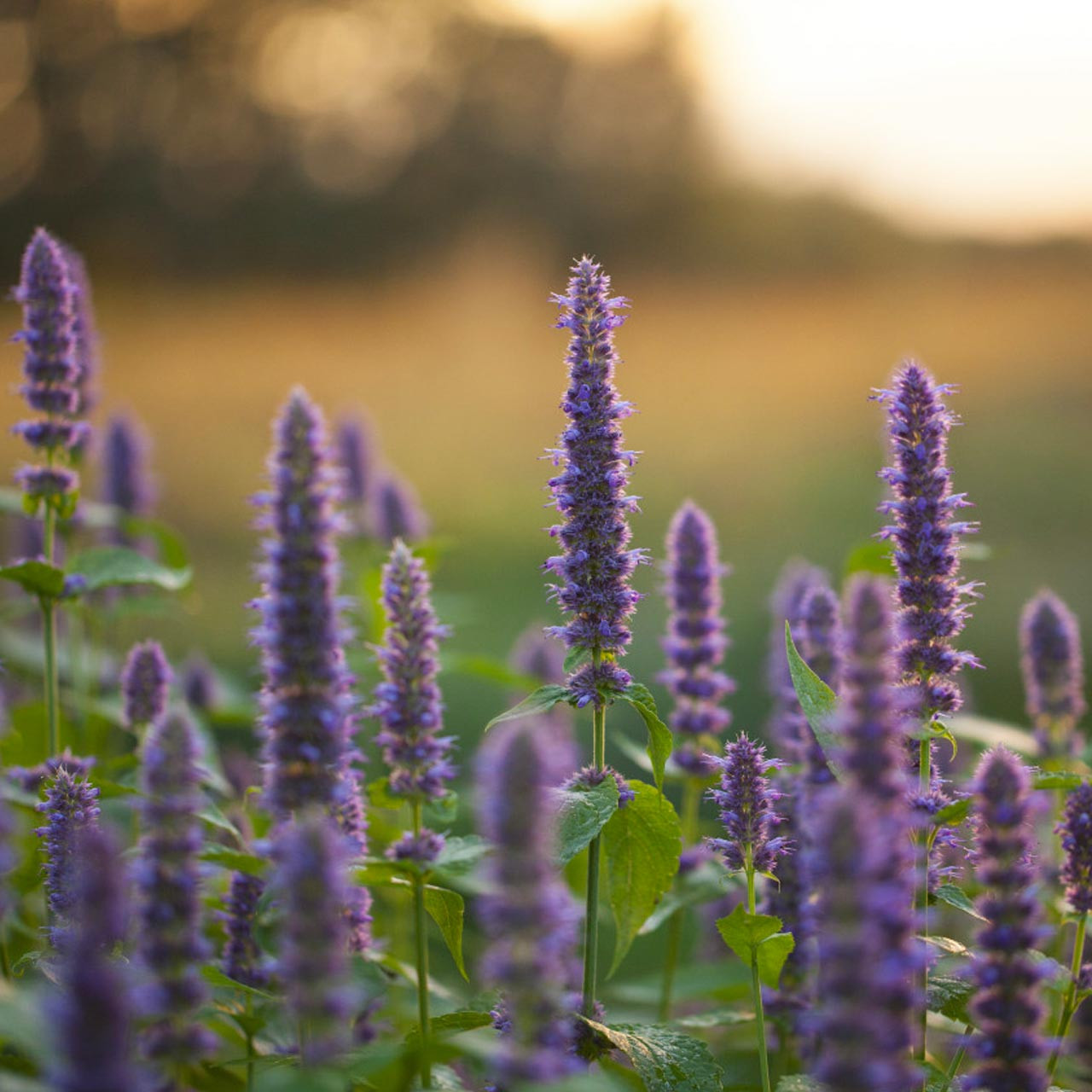 Anise Hyssop (Agastache foeniculum)