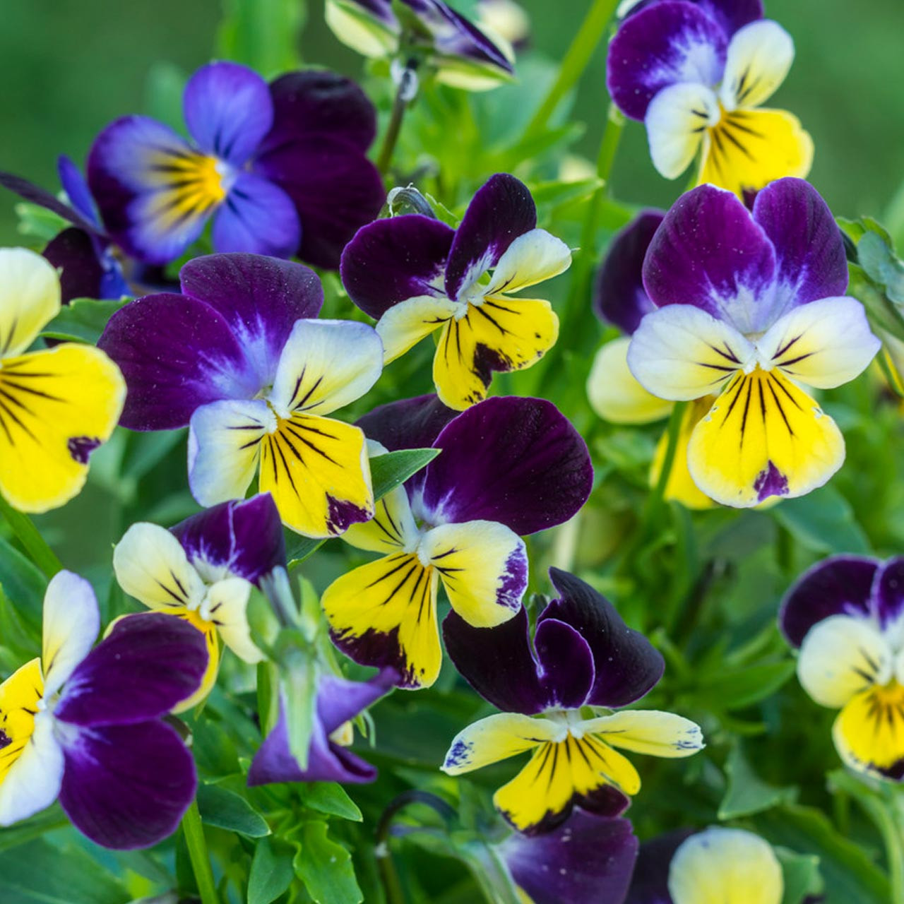 Johnny Jump Up Viola (Viola tricolor)