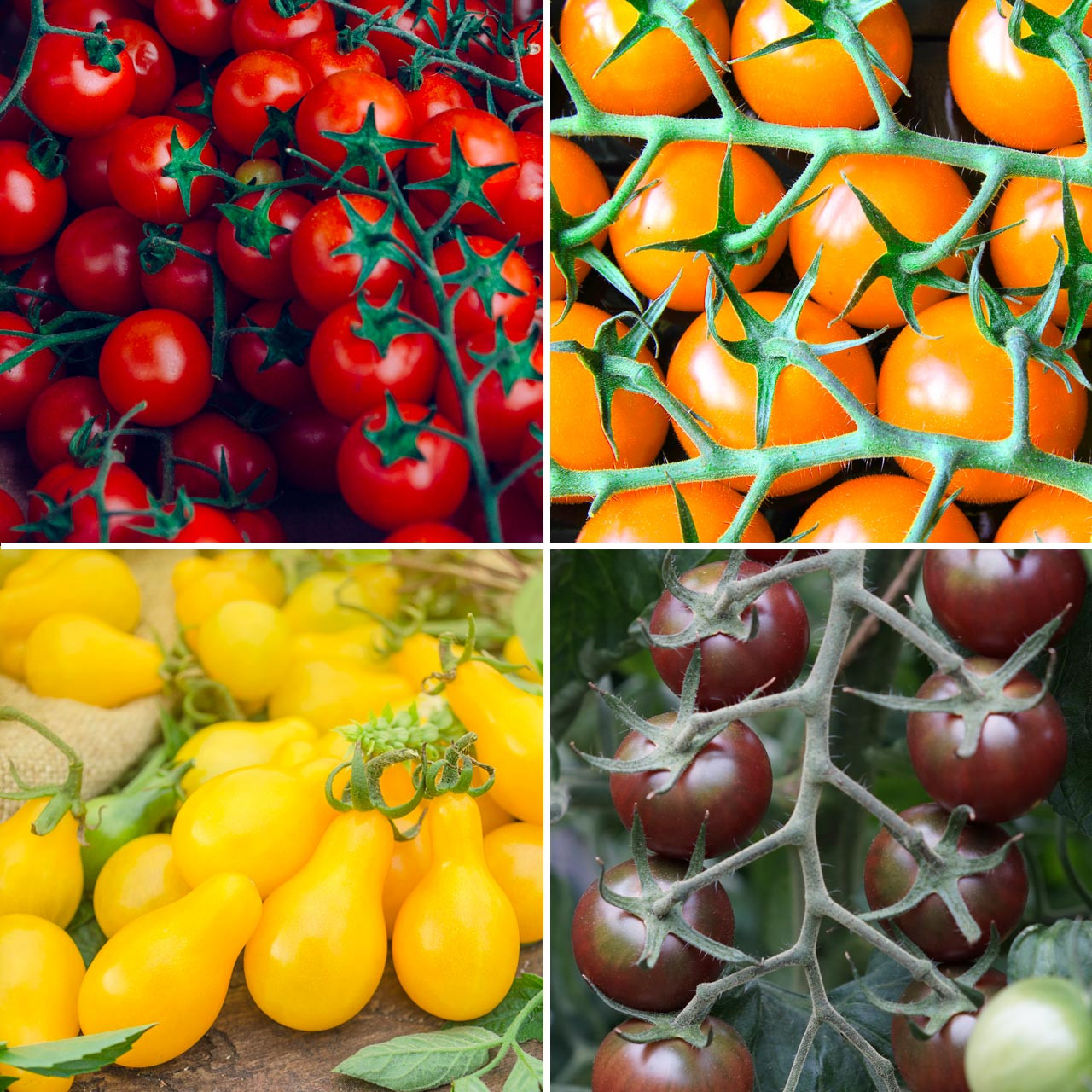 Rainbow Cherry Tomato Collection