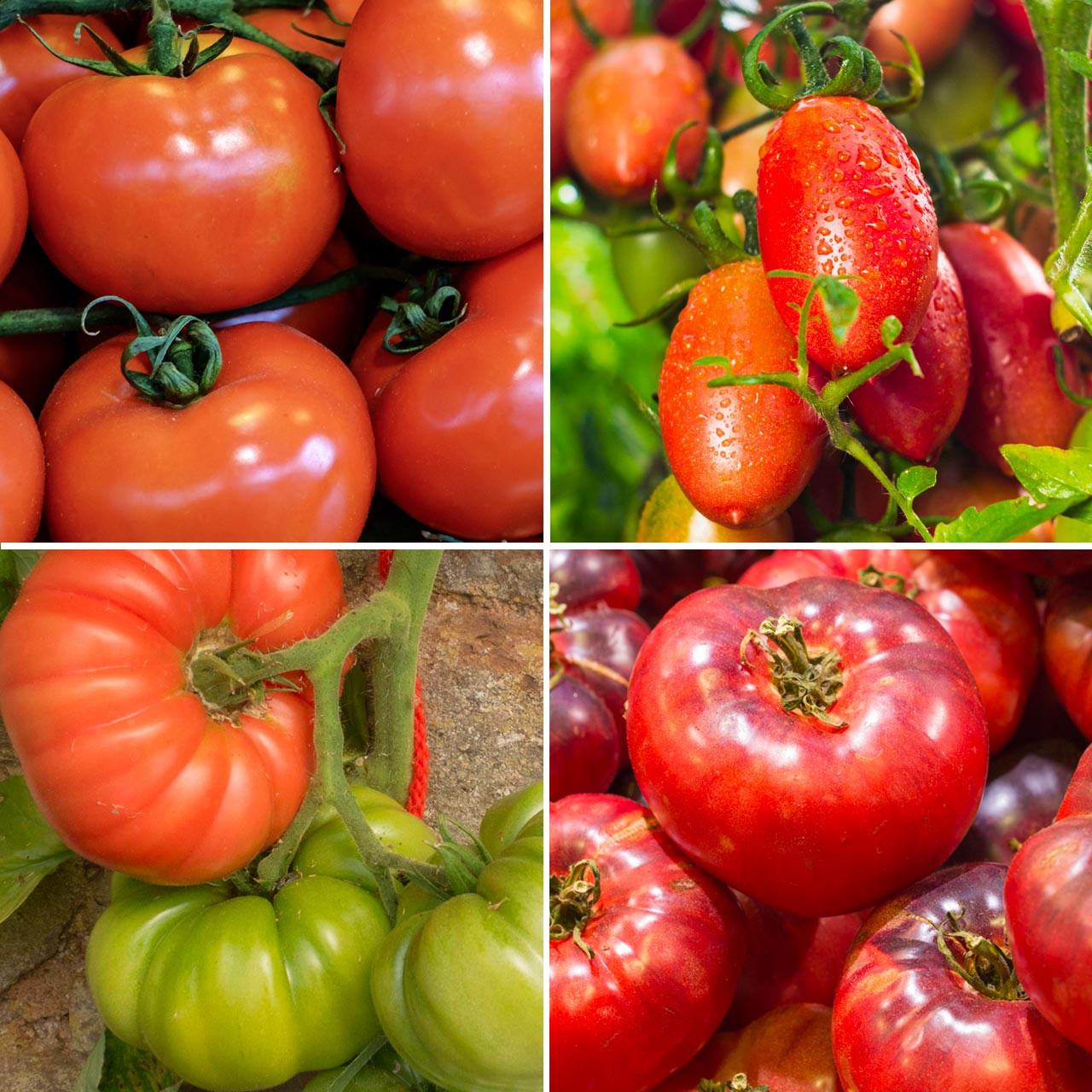 Organic Rainbow Slicer Tomato Collection