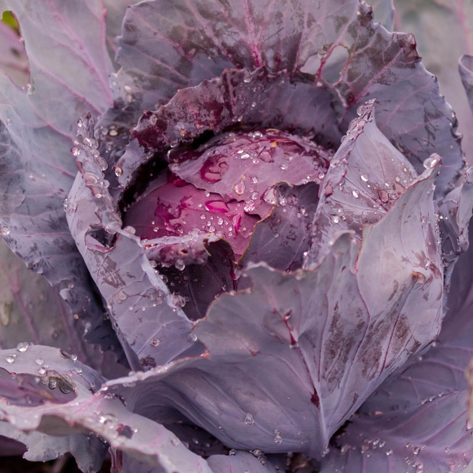 Red Drumhead Cabbage (Brassica oleracea) Annie's Heirloom Seeds