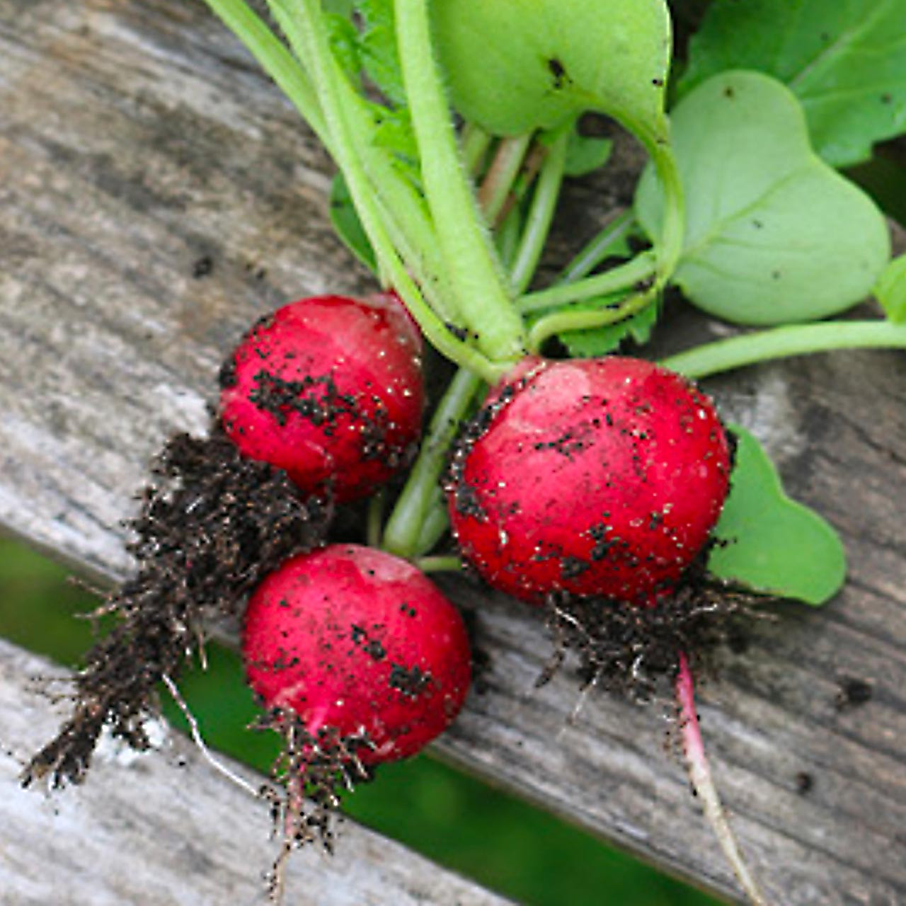 Early Scarlet Globe Radish (Raphanus sativus) Annie's Heirloom Seeds