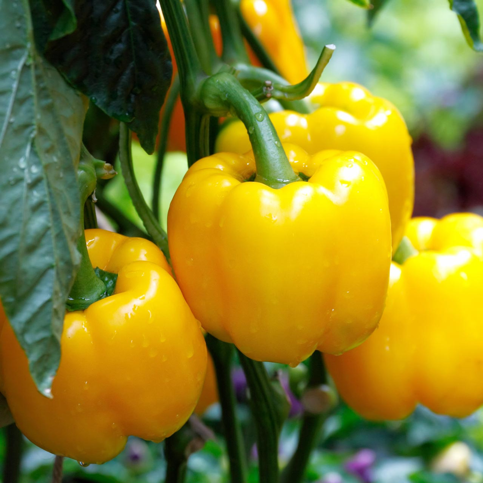 Organic California Wonder Pepper Seeds: French Farming'S Finest! - 4e60nh2