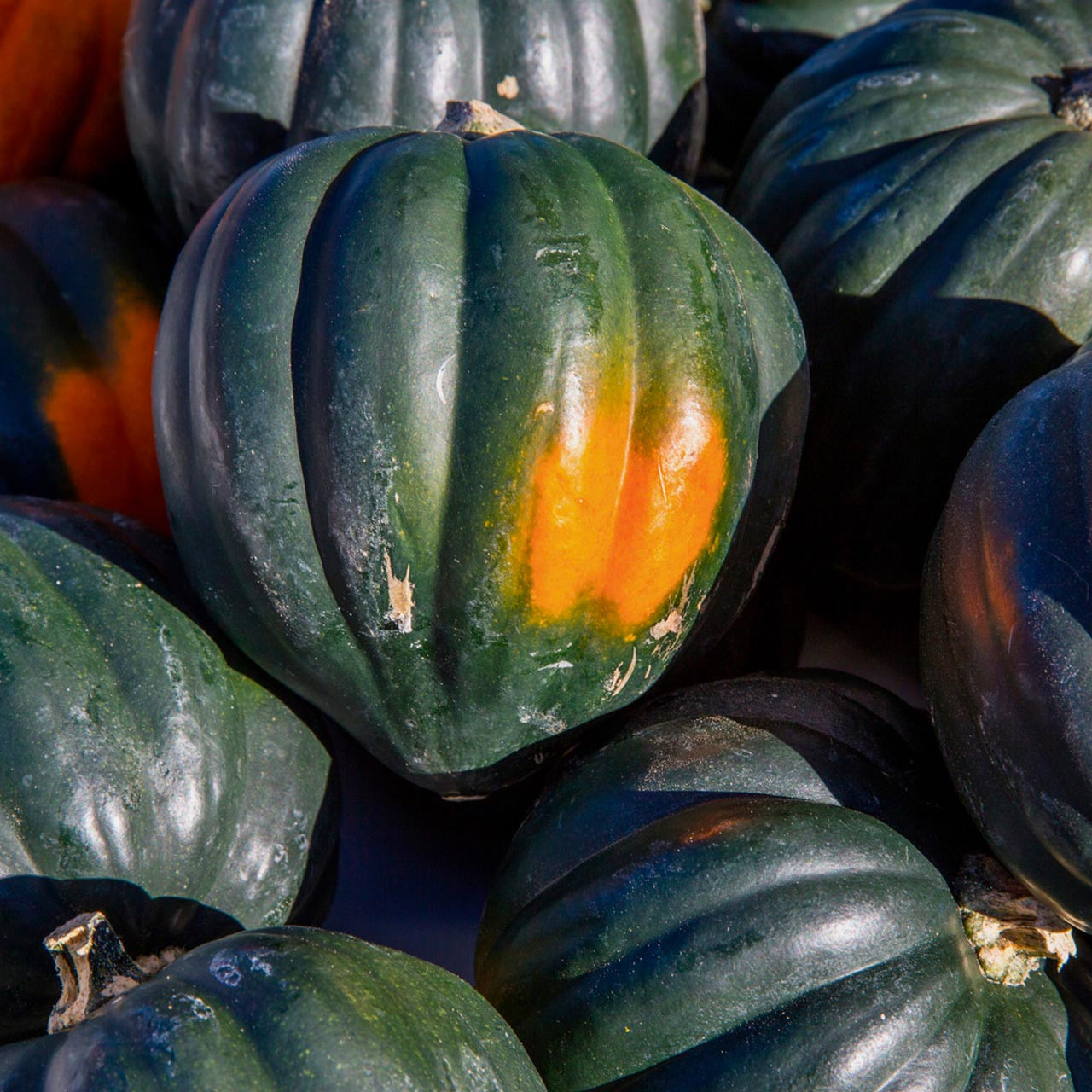 Table Queen Squash (Cucurbita pepo) Annie's Heirloom Seeds