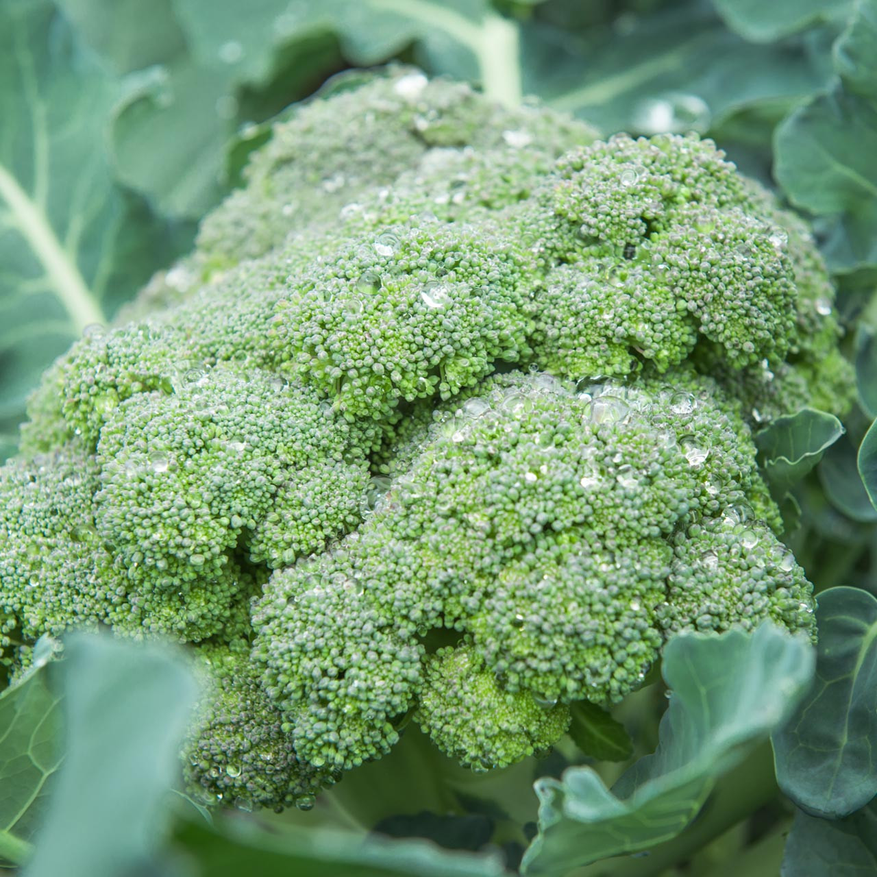 De Cicco Broccoli (Brassica oleracea) Annie's Heirloom Seeds