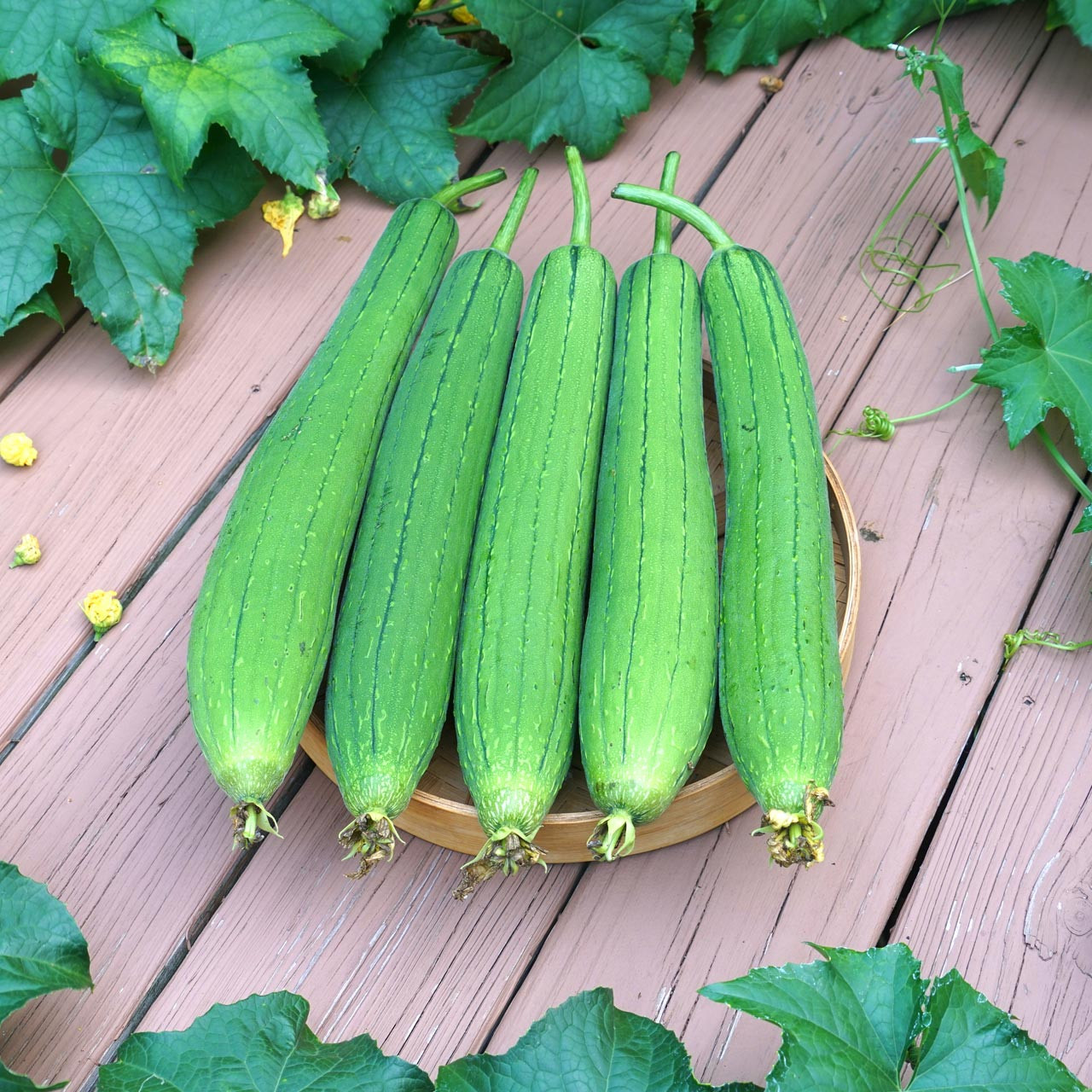 Luffa Gourd (Luffa aegyptiaca) Annie's Heirloom Seeds