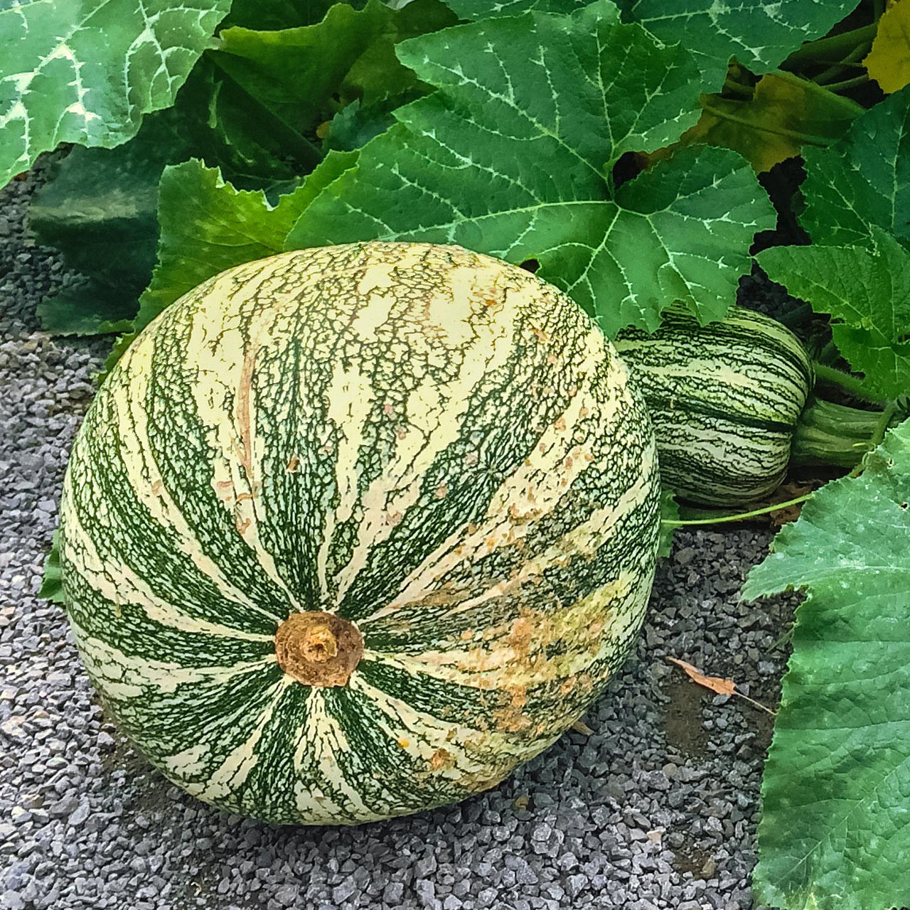 Green Stripe Cushaw Squash (Cucurbita mixta) Annie's Heirloom Seeds
