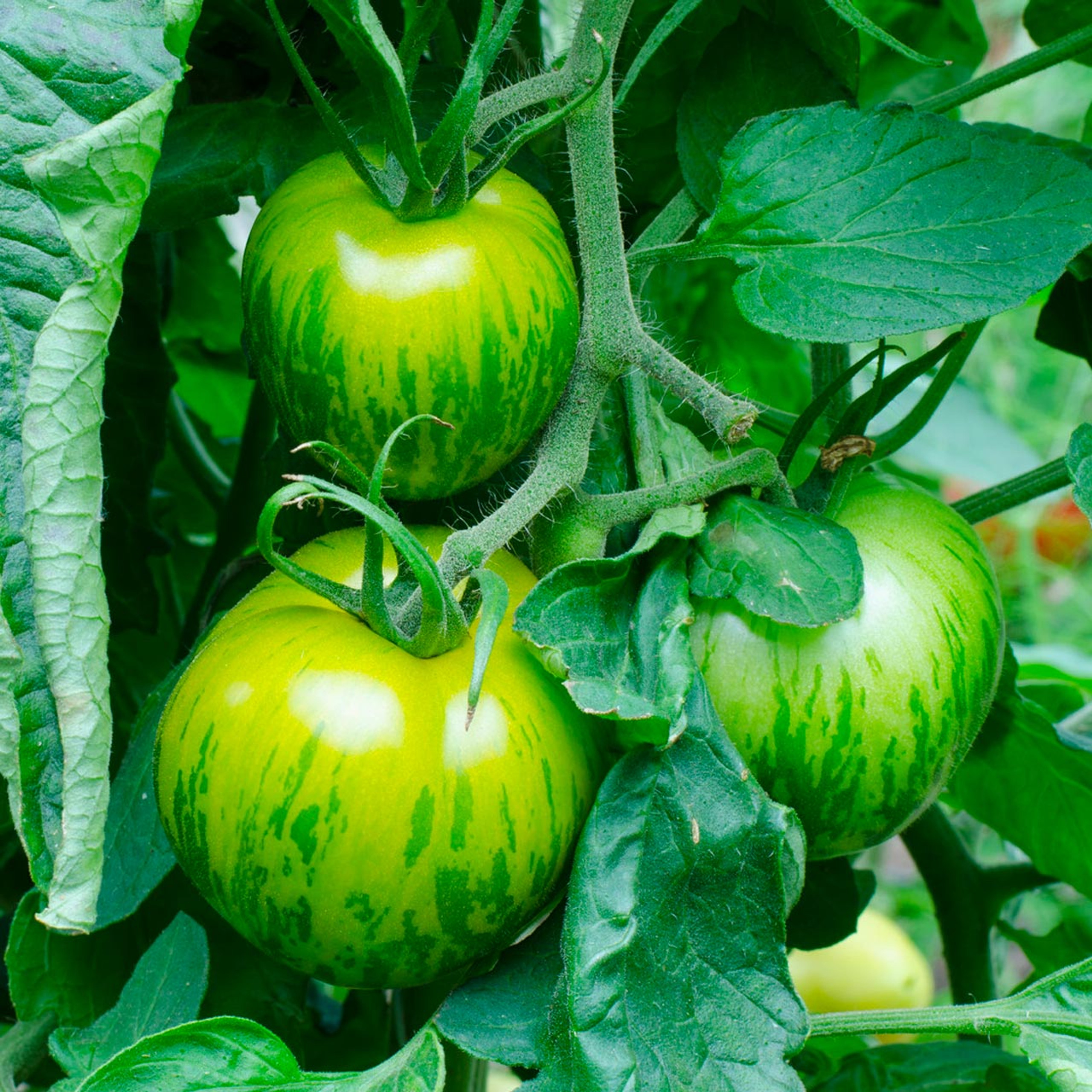Organic Green Zebra Tomato (Solanum lycopersicum) Indeterminate Annie