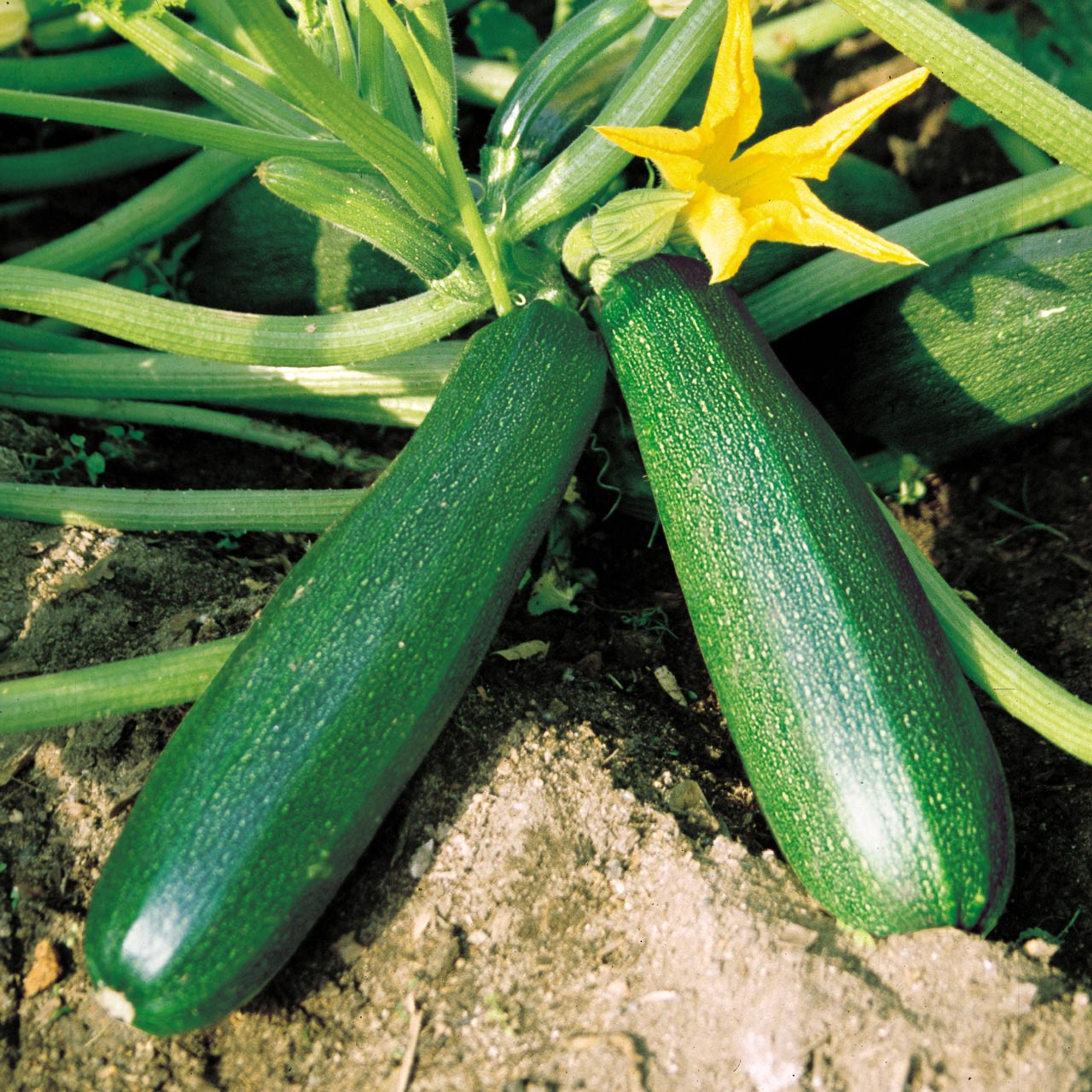 Organic Black Beauty Zucchini (Cucurbita pepo) Annie's Heirloom Seeds