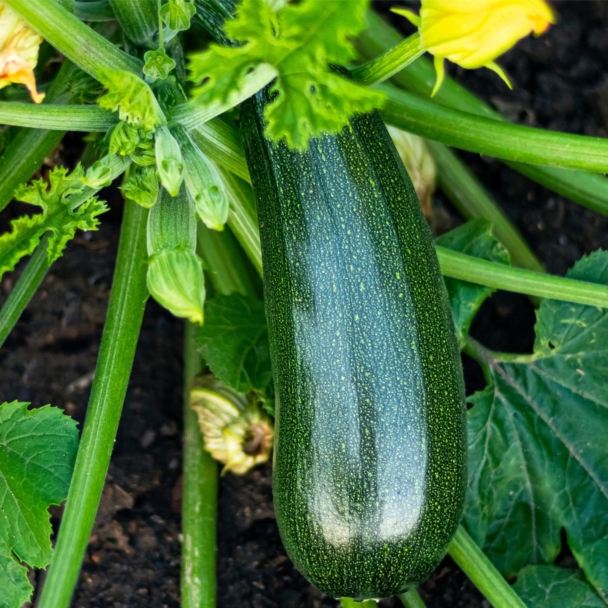 Black Beauty Zucchini Annie's Heirloom Seeds