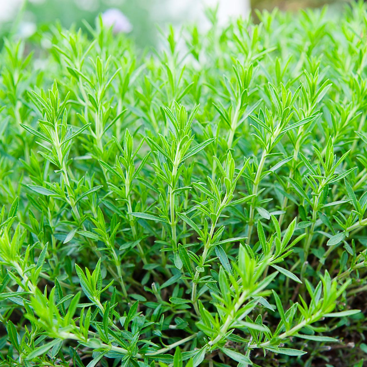 Russian Tarragon (Artemisia dracunculoides) Annie's Heirloom Seeds