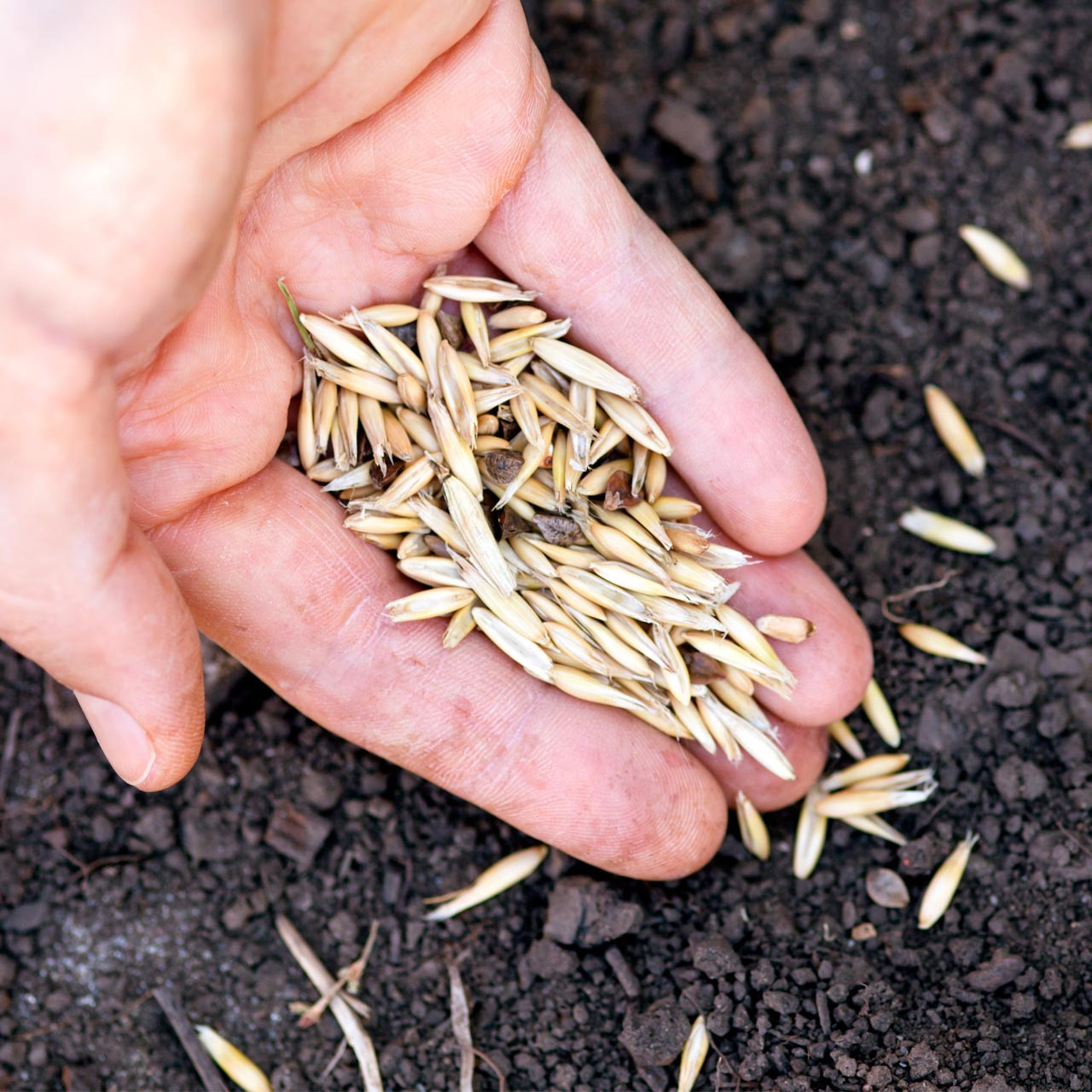 Common Oats Bulk (Avena sativa) Annie's Heirloom Seeds