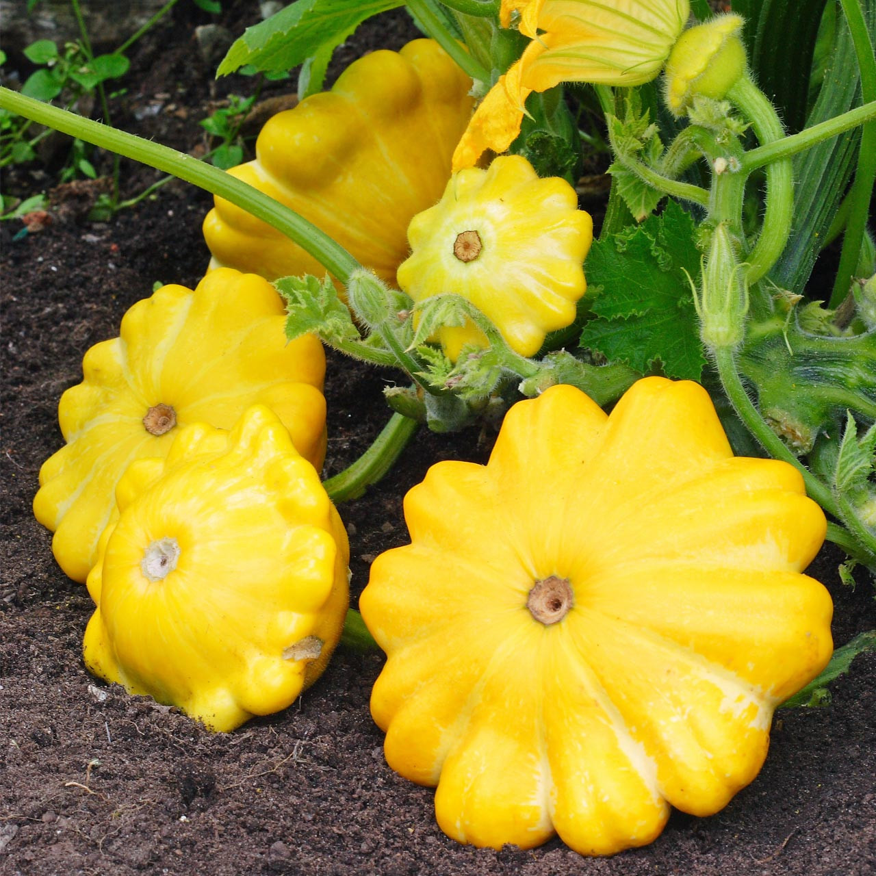 Yellow Bush Scallop Squash (Curcurbita pepo) Annie's Heirloom Seeds