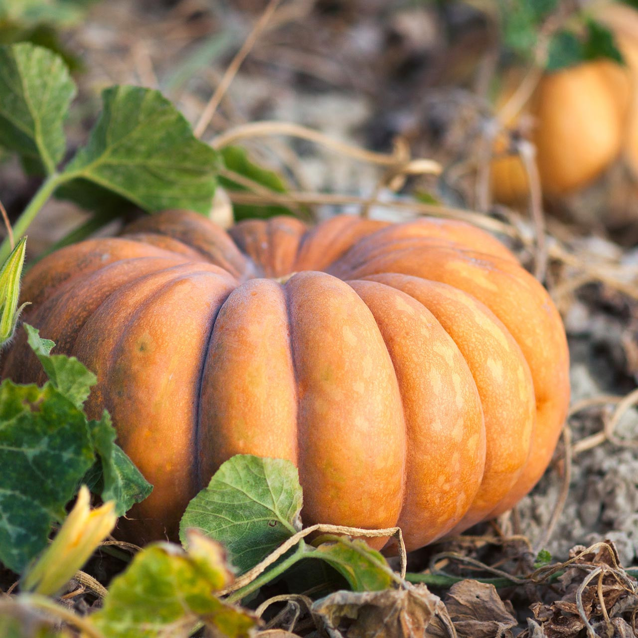 15 Graines De Courge Musquée De Provence – Variété Ancienne, Reproductibles, Permaculture - 4
