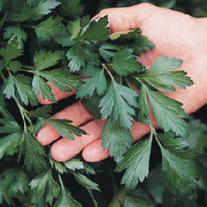 Organic Giant Italian Parsley (Petroselinum crispum) Annie's Heirloom