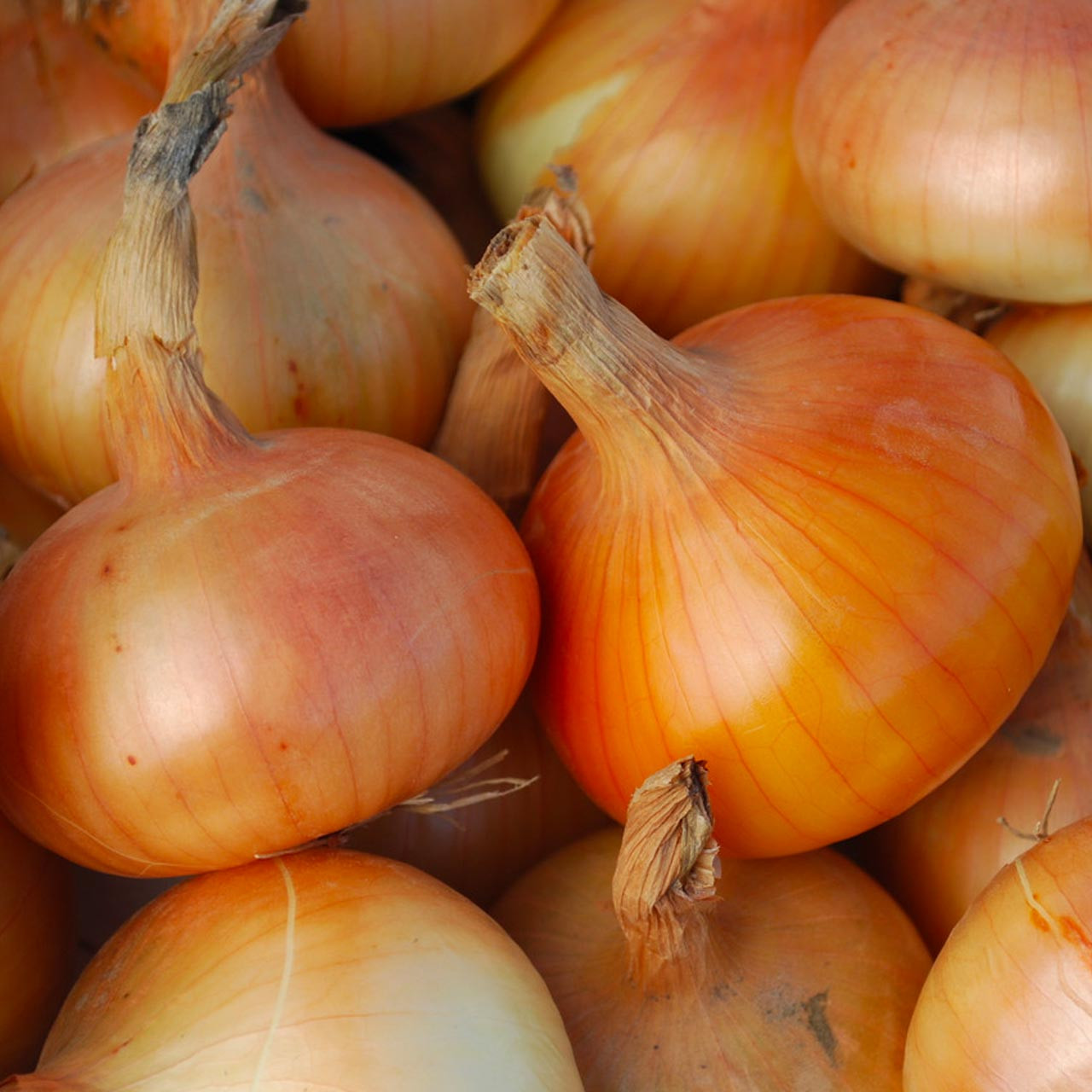 Australian Brown Onion (Allium cepa) Annie's Heirloom Seeds