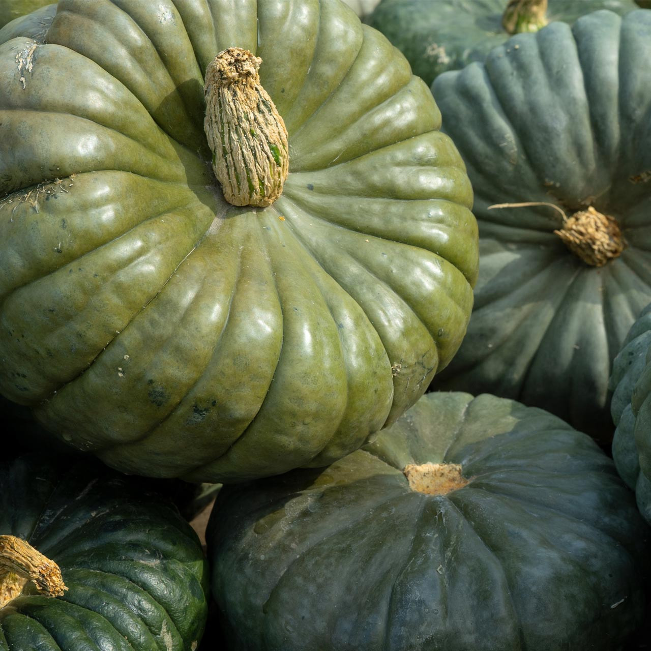 Queensland Blue Squash (Cucurbita maxima) Annie's Heirloom Seeds