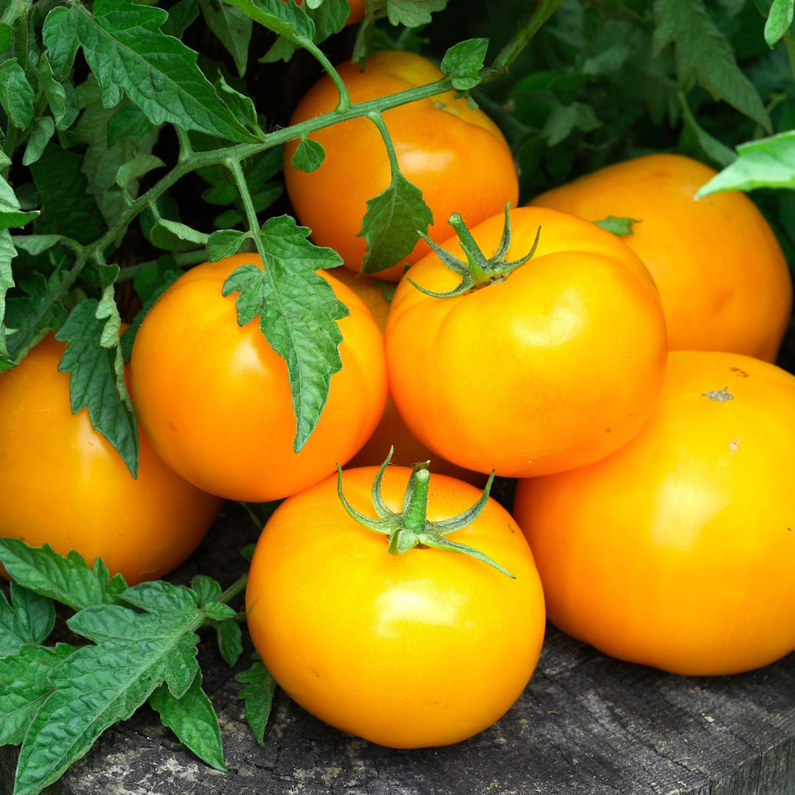Jubilee Tomato (Solanum lycopersicum) Indeterminate Annie's Heirloom